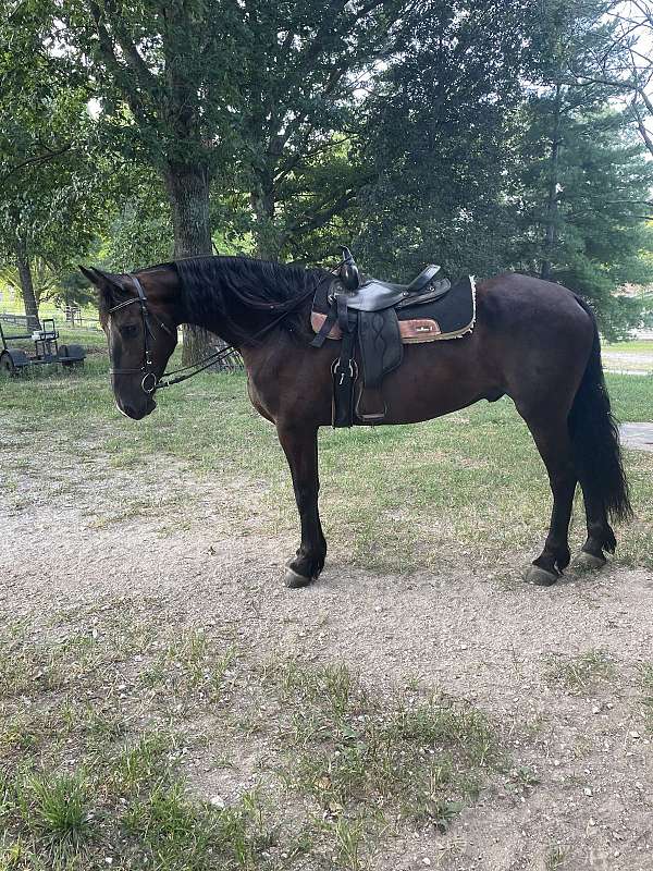 friesian-gelding