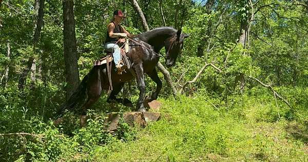 all-around-friesian-quarter-horse