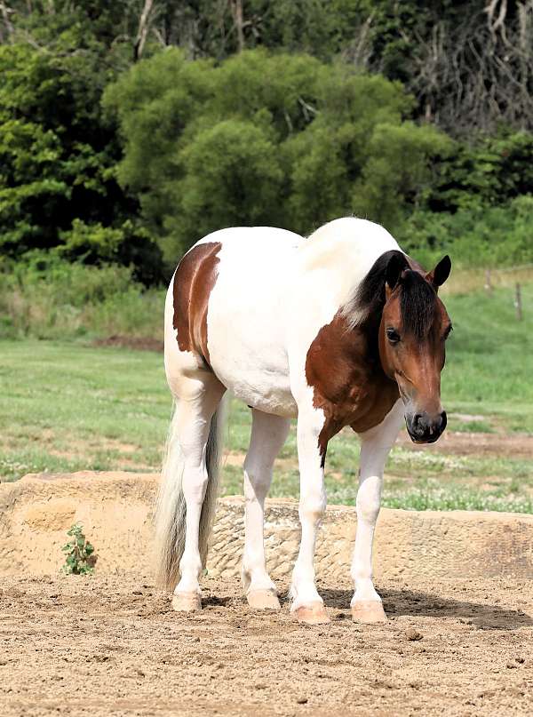 beginner-draft-horse