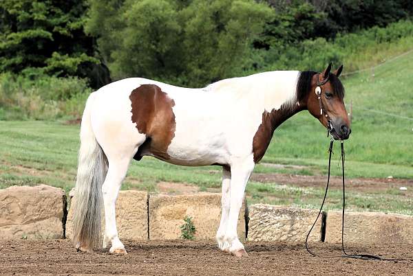 driving-draft-horse