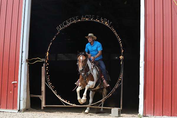 cross-draft-horse