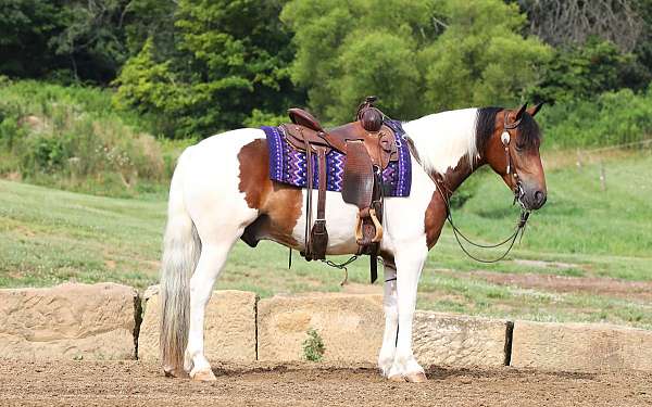 flashy-draft-horse