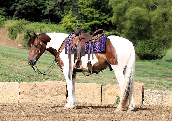 harness-draft-horse