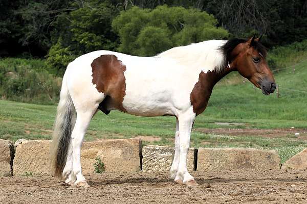 husband-safe-draft-horse