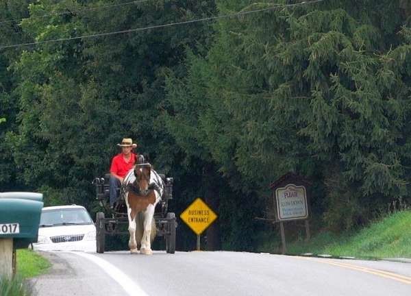 kid-safe-draft-horse