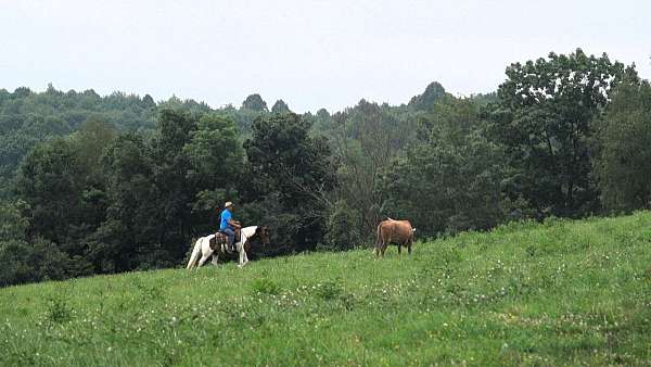 mounted-patrol-draft-horse