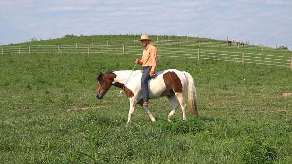 parade-draft-horse