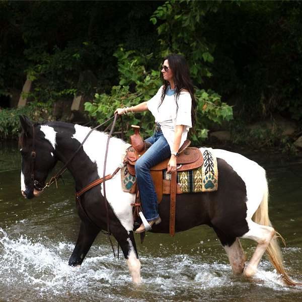 buddy-missouri-fox-trotter-horse