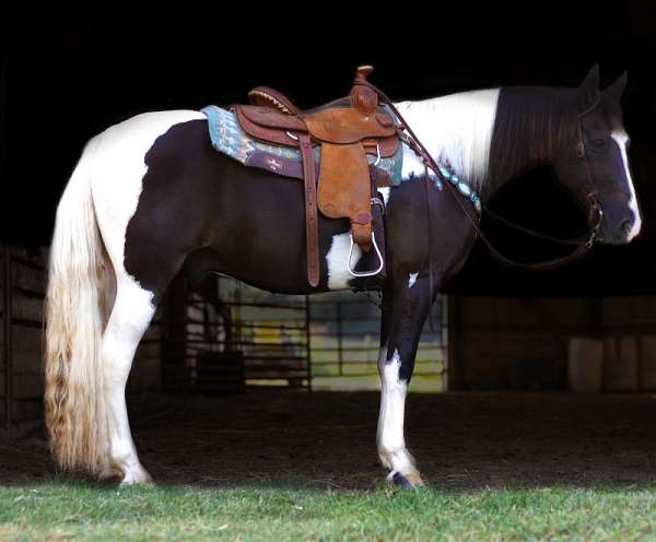 hauling-missouri-fox-trotter-horse