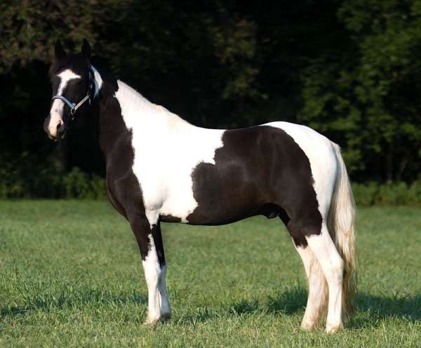 no-problem-missouri-fox-trotter-horse