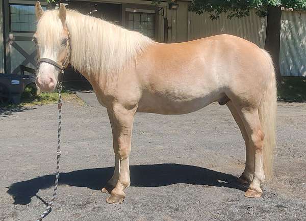 haflinger-gelding