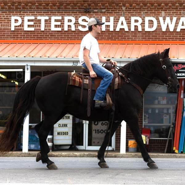 built-like-a-tank-missouri-fox-trotter-horse