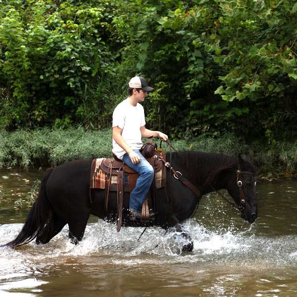 for-beginners-missouri-fox-trotter-horse