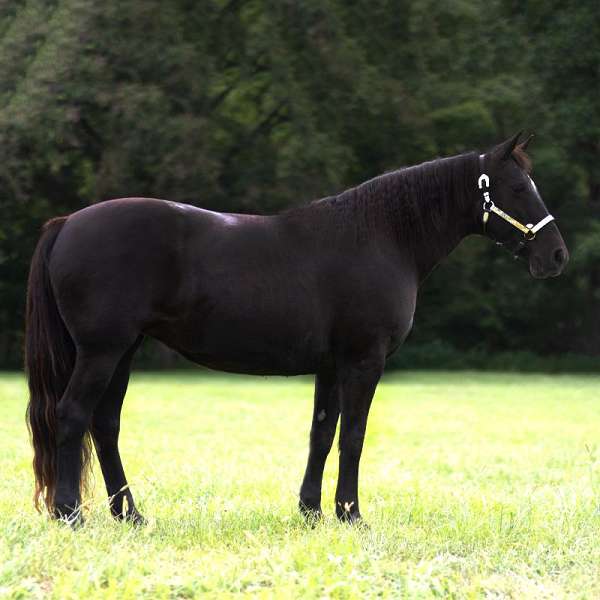 keeps-missouri-fox-trotter-horse