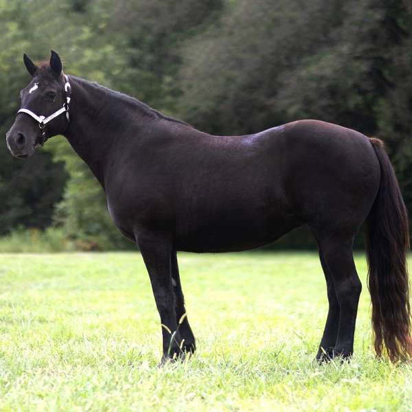 lesson-program-missouri-fox-trotter-horse