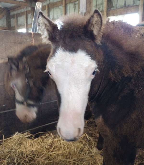 buckskin-overo-bald-face-blue-eyes-horse