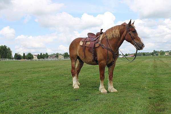 white-strip-legs-horse