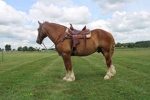 all-around-belgian-horse