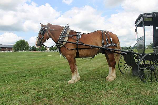 parade-belgian-horse