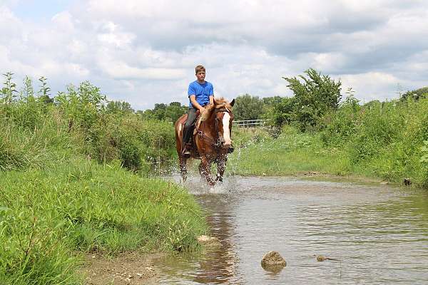 kid-safe-belgian-horse