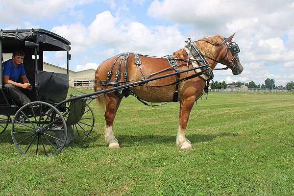 pleasure-driving-belgian-horse