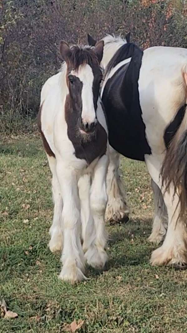 dancing-gypsy-vanner-horse