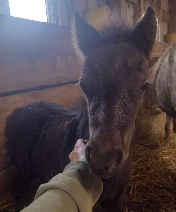 black-frame-overo-miniature-horse