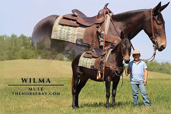 star-snip-tobiano-horse