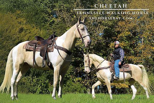 dorsal-shoulder-stripe-horse