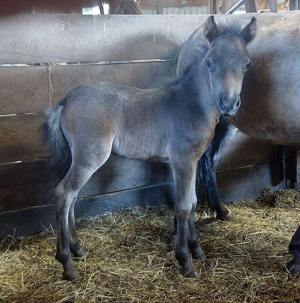 magic-miniature-horse