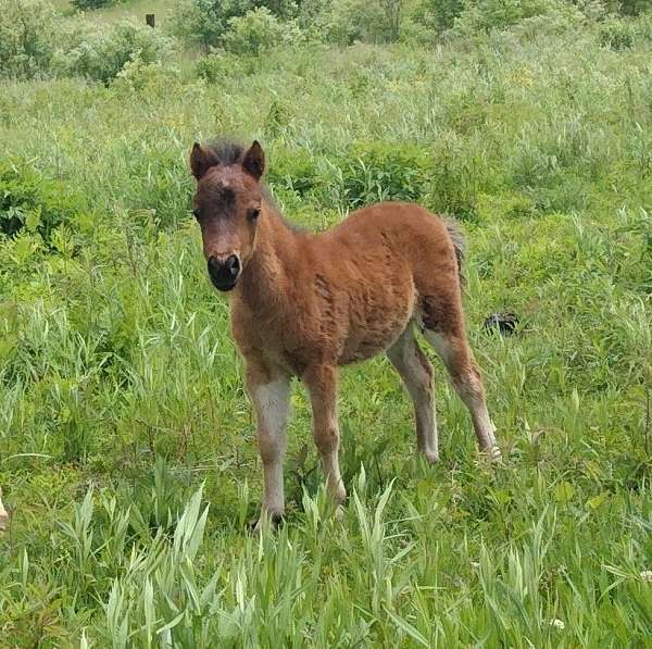 aloha-horse