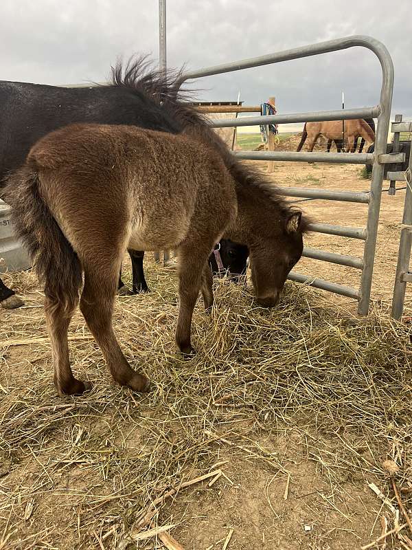 smokey-black-therapy-horse