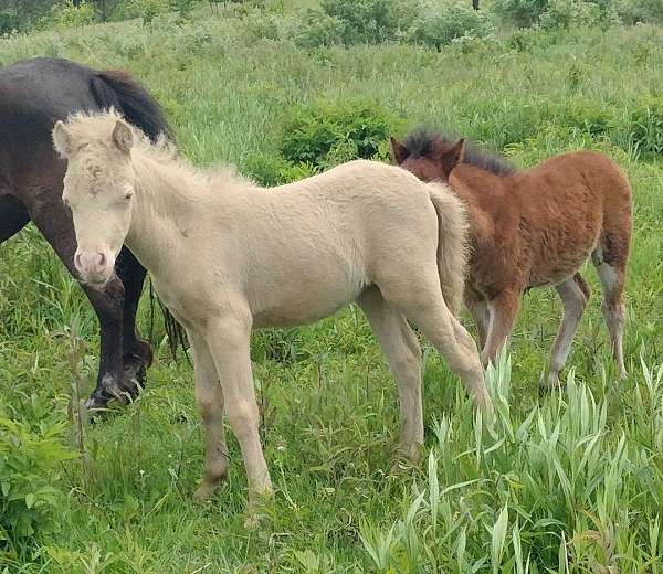 king-miniature-horse