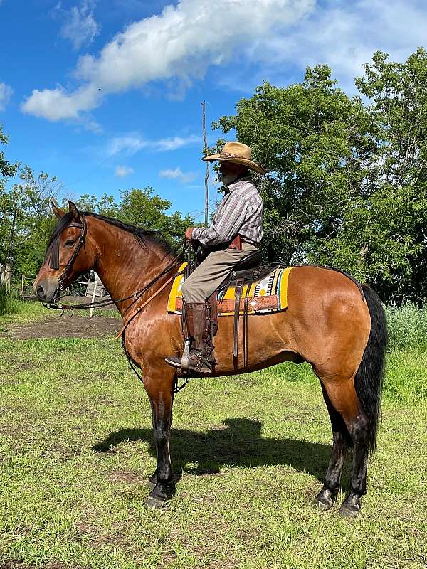 andalusian-gelding