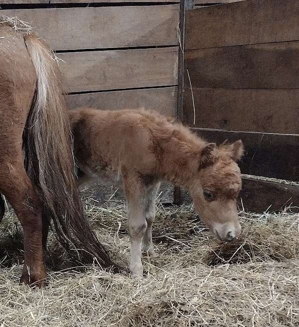 double-bred-miniature-horse