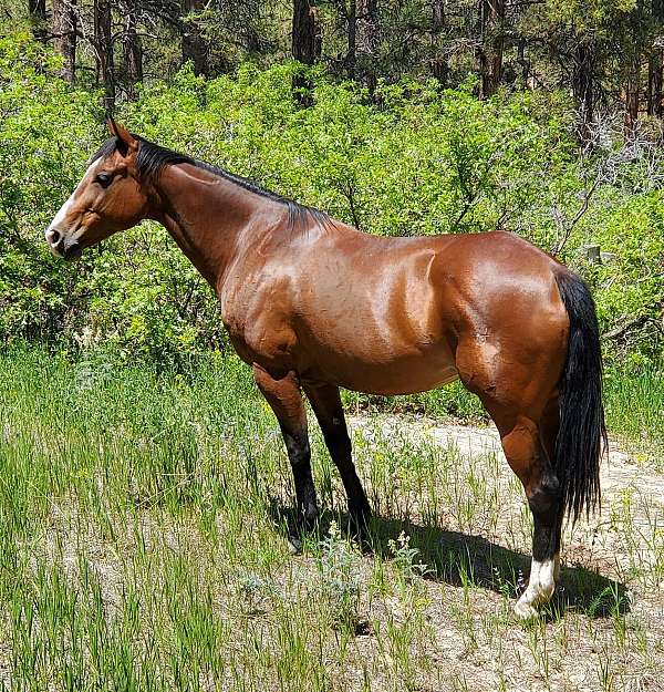 barrel-racing-breeding-mare