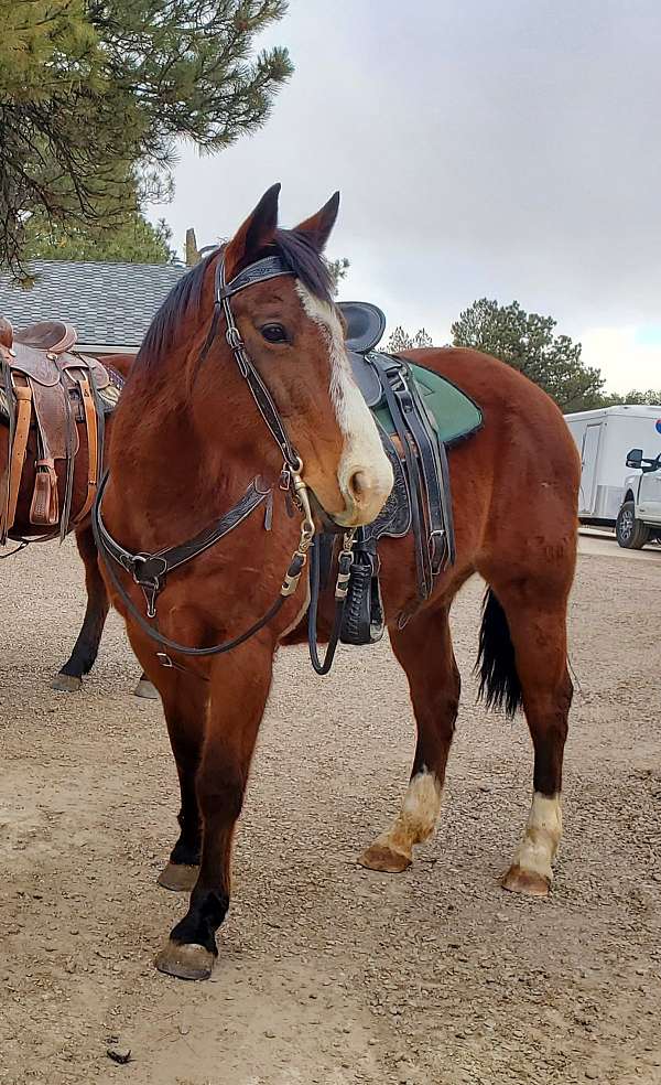 barrel-racing-breeding-horse