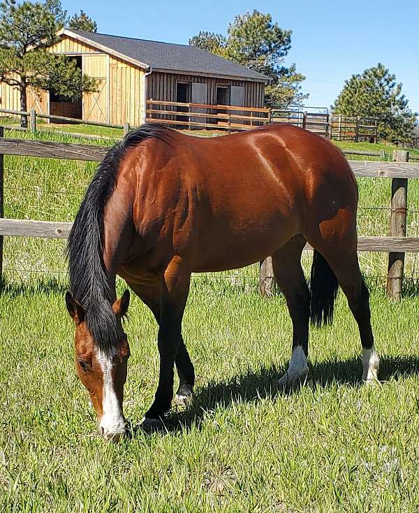 barrel-racing-breeding