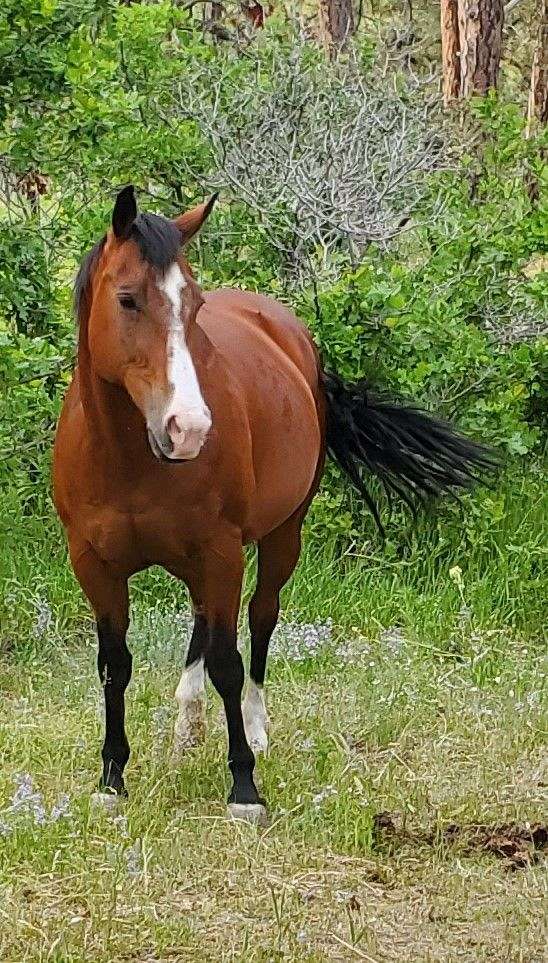 socks-on-hind-feet-horse