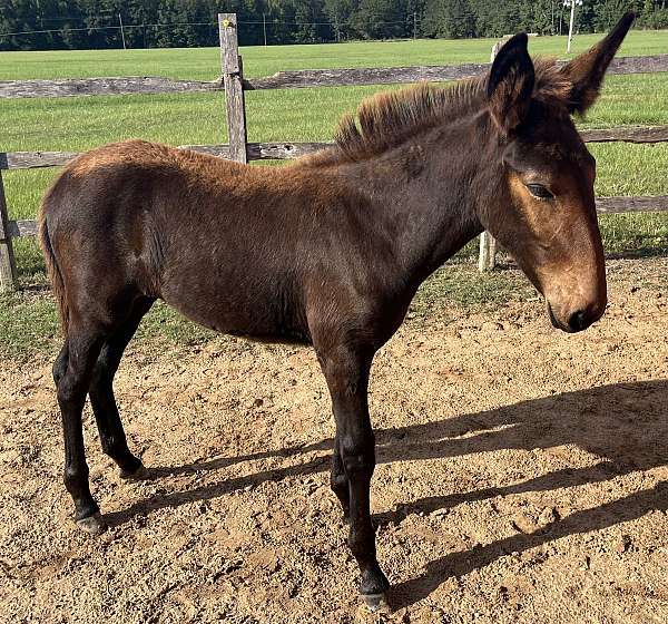 chestnut-liver-chestnut-mule-tennessee-walking-horse-for-sale