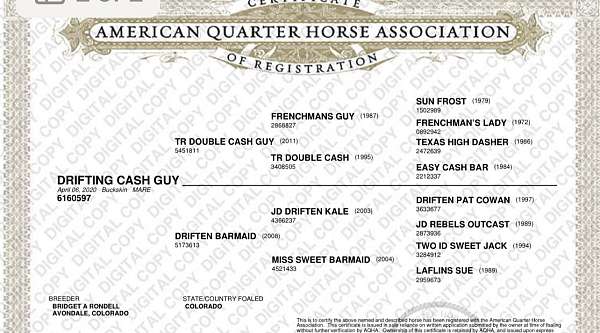 quarter-horse-mare