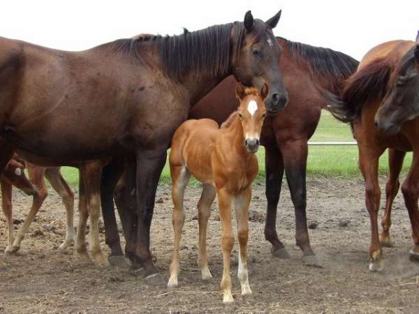 bred-to-move-quarter-horse