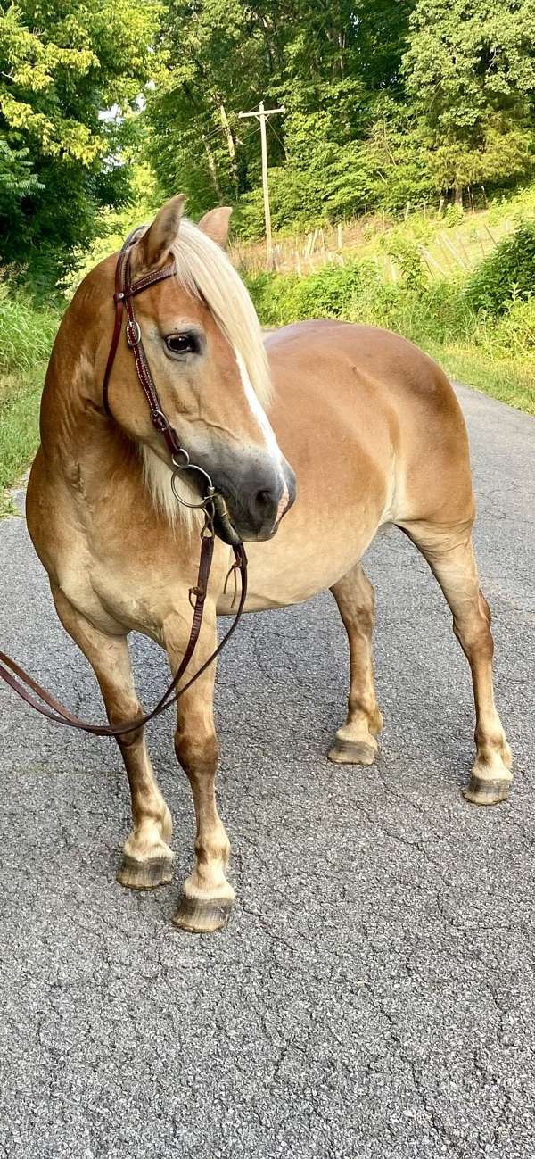 bareback-haflinger-horse