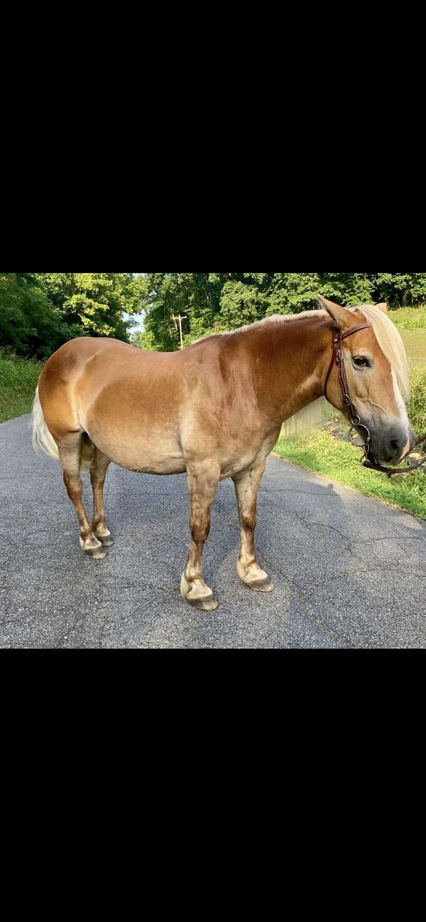 bite-haflinger-horse