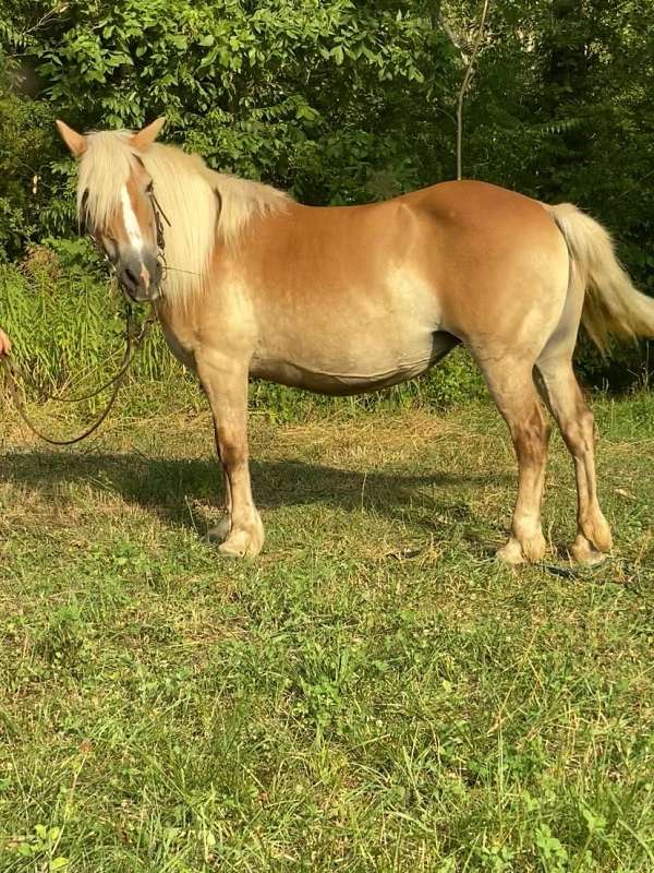 easy-to-ride-haflinger-horse