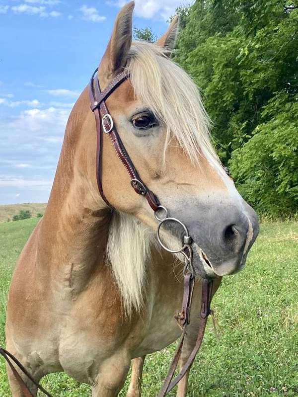 farm-animals-haflinger-horse