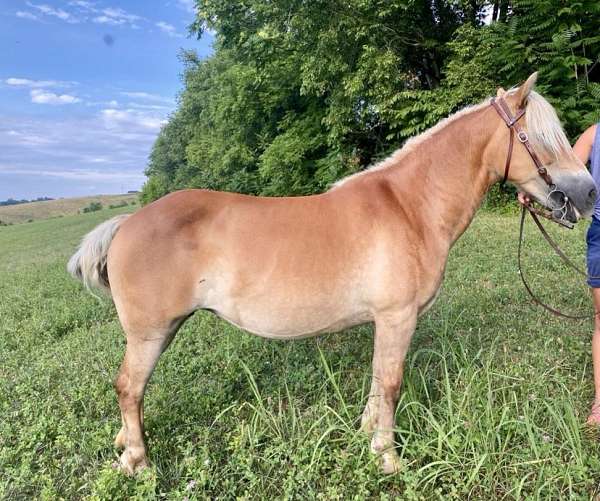 fat-haflinger-horse