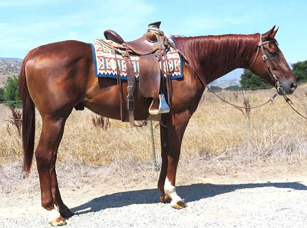 dressage-thoroughbred-horse