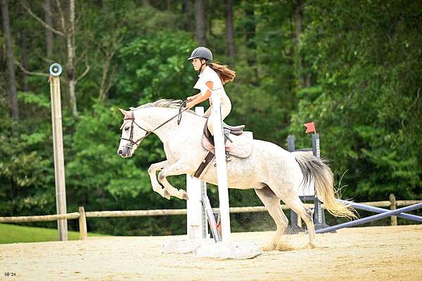 small-star-right-hind-to-coronet-on-outside-pony