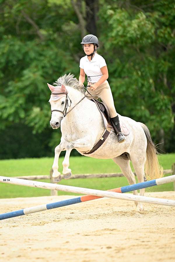 grey-small-star-right-hind-to-coronet-on-outside-pony